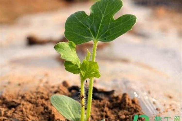 西瓜的种植方法