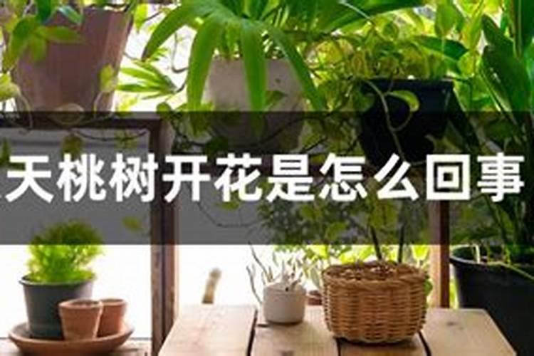 氨基酸是否能给桃树吗用