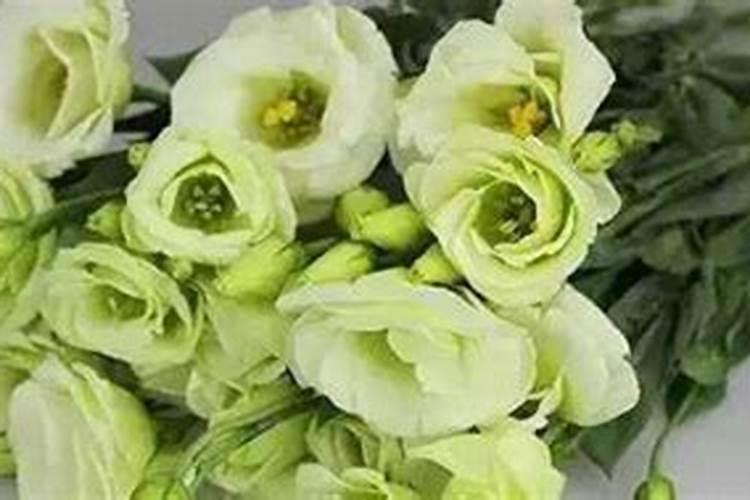 洋桔梗蔫了如何补救