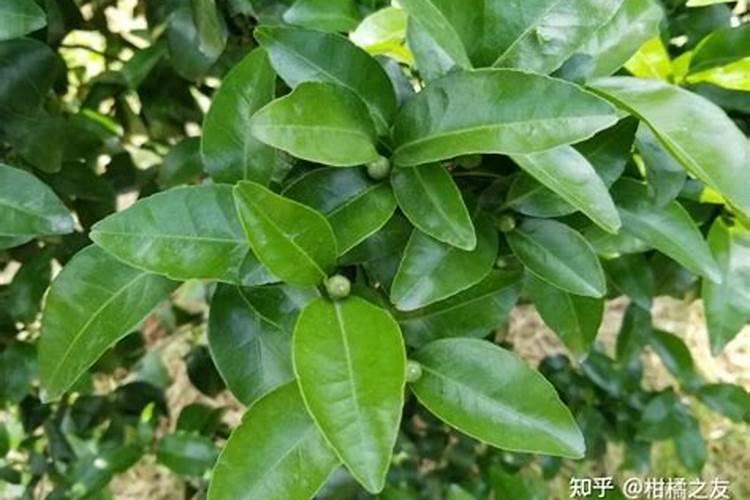 种韭菜用什么肥料长得好