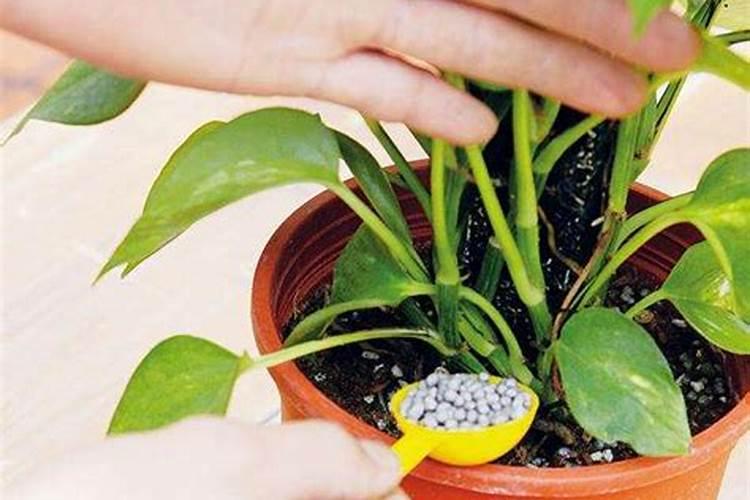 花草几月份施肥最好