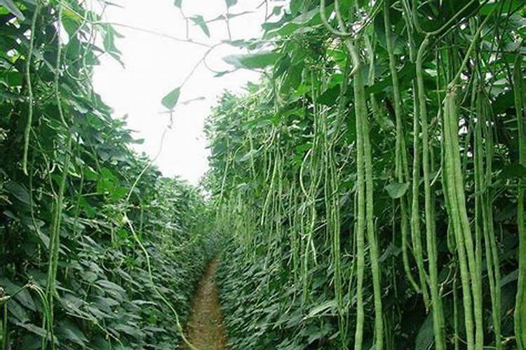 种豇豆的最佳肥料