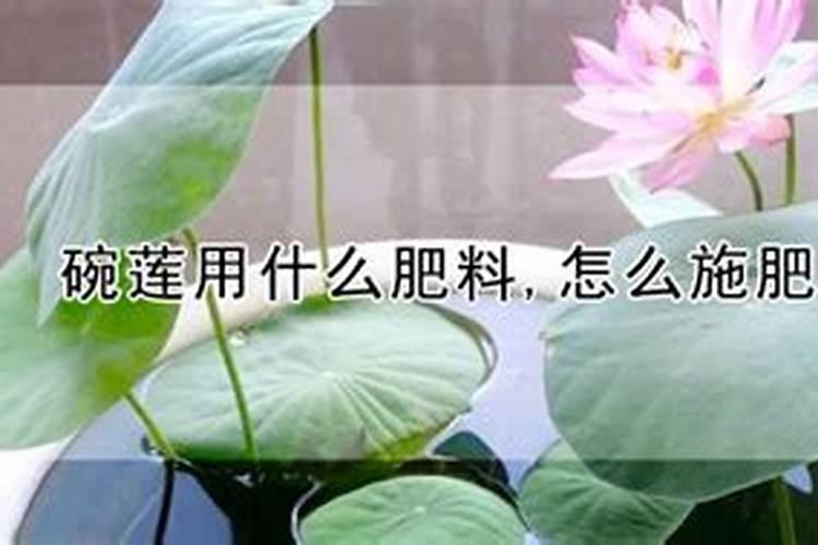 碗莲开花用什么肥料