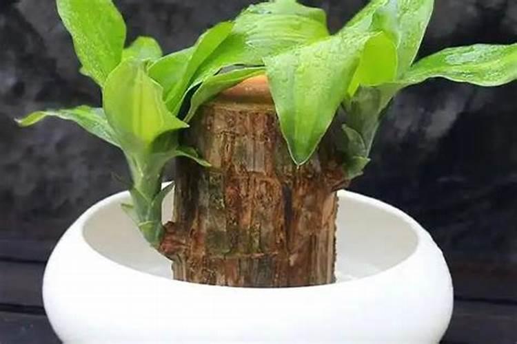 巴西木怎么养殖