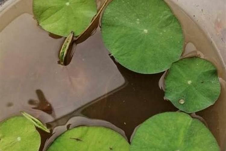 碗莲施什么肥最好