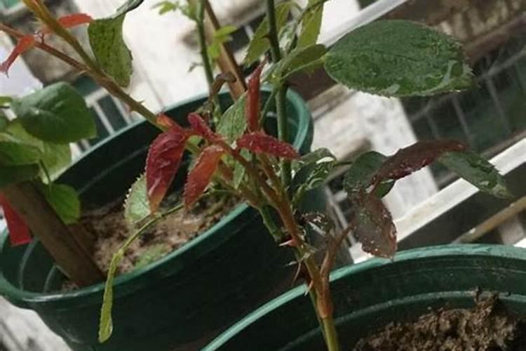 月季花现在都发芽了,而且也长新叶子了,可以施肥吗。