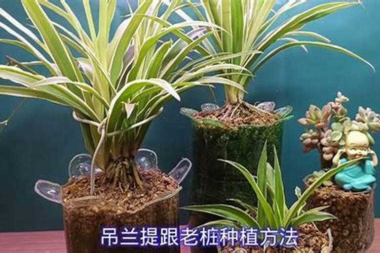 金枝玉叶拔起来养,造型最惊人,身价能翻100倍!