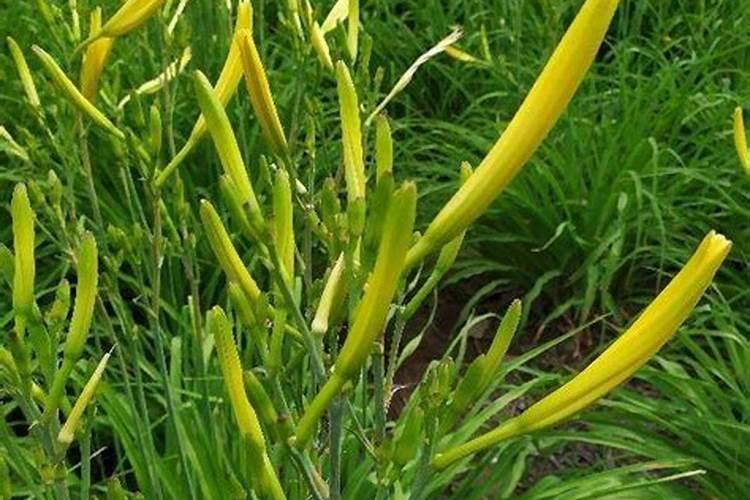 黄花菜生长期什么时候喷芸苔素好？