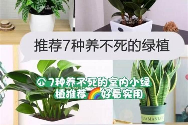 散尾葵养护绿植租摆养护技巧及注意事项