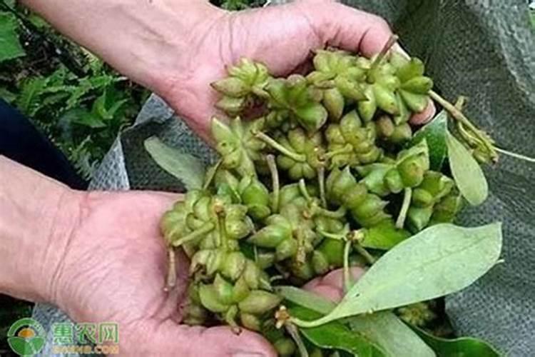 八角树施什么肥料才不、落花,结果又多呢,谢射。