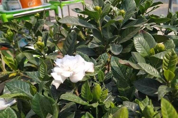 用这些水浇花再也不需要施肥