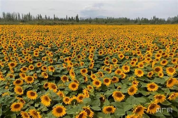 承德隆化现在能种油葵了吗？