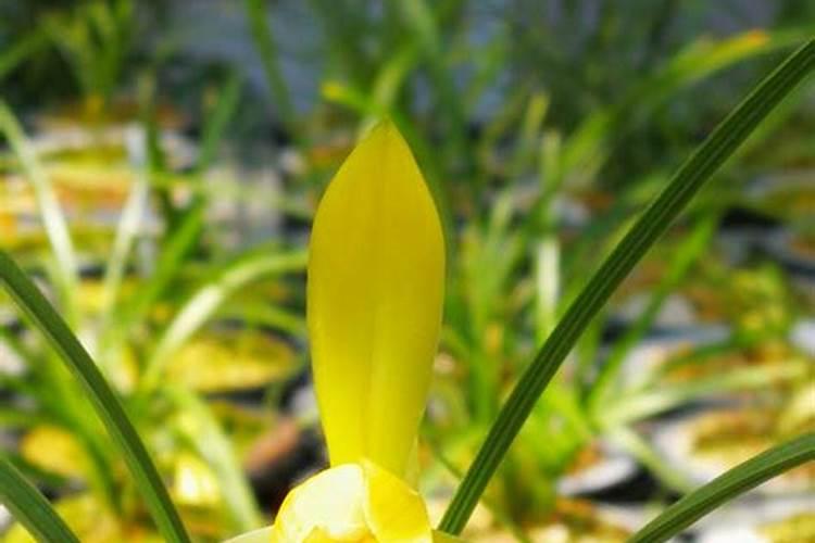 新栽兰花叶面可以喷水吗