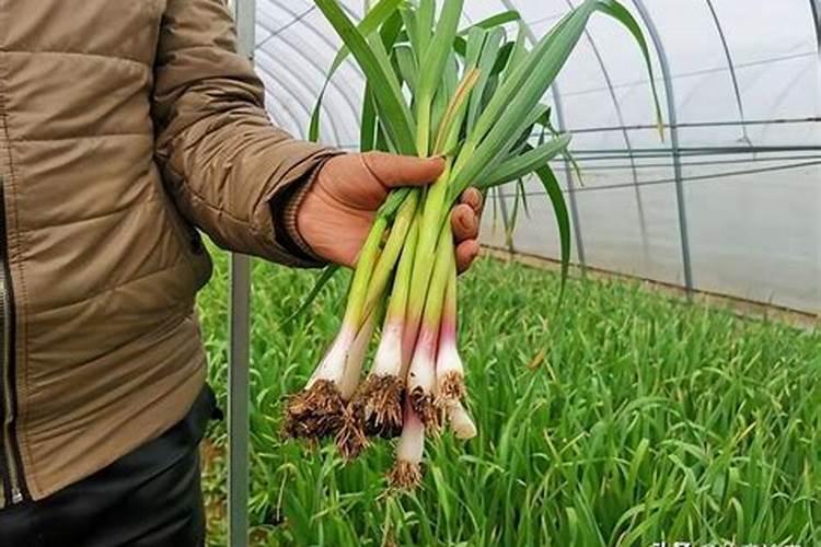 大蒜的管理和施肥方法