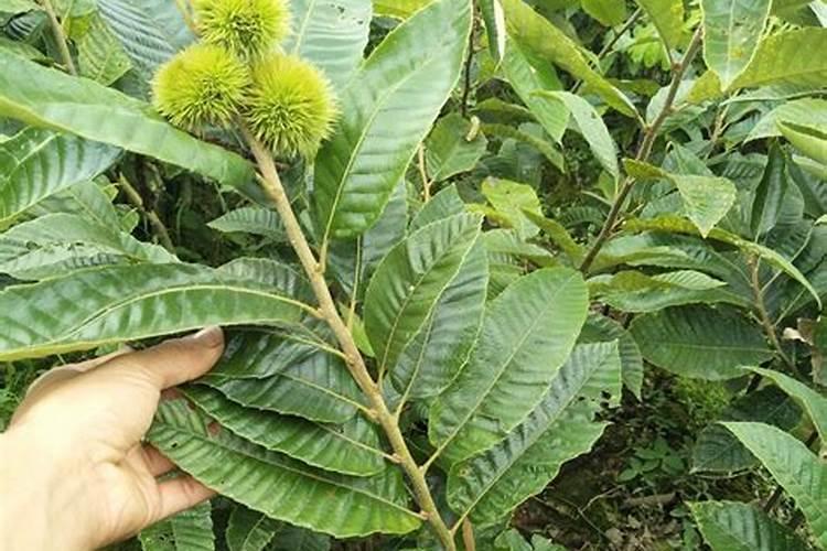 板栗如何播种育苗？