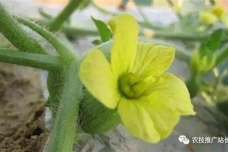 香瓜不能用矿源黄腐酸钾施肥吗