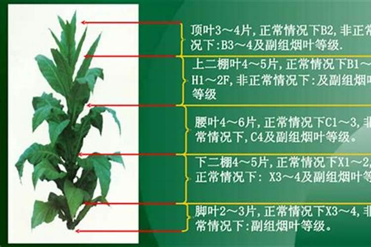 一亩烤烟用多少钾肥 什么时候施钾肥好