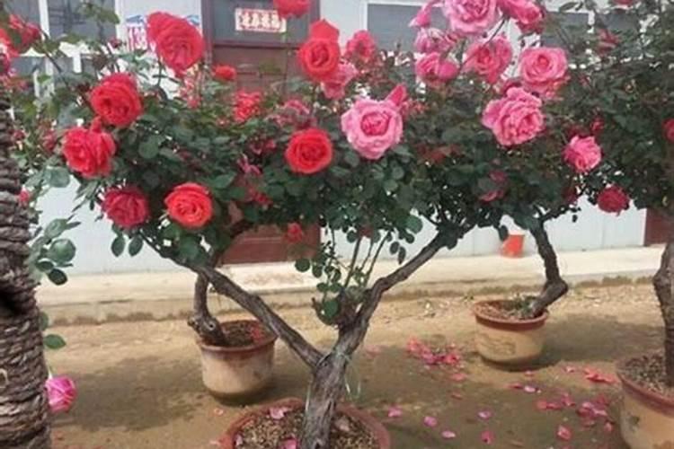 月季花施肥方法怎样给月季花施肥