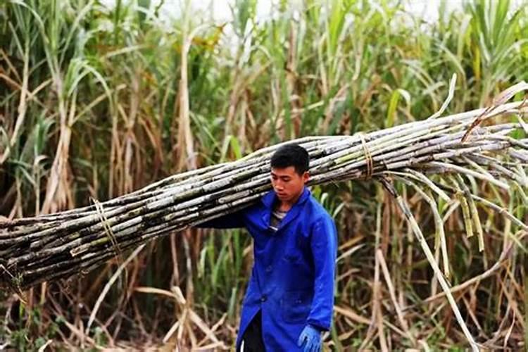 怎样种甘蔗增强甜度？用亚磷酸钾有用吗