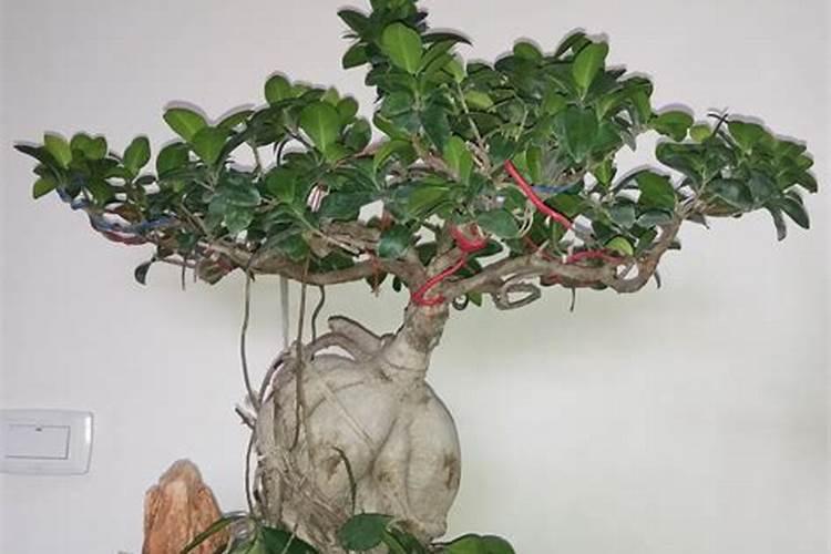 多肉修根换盆多久浇水一次多肉修根换盆浇水时间