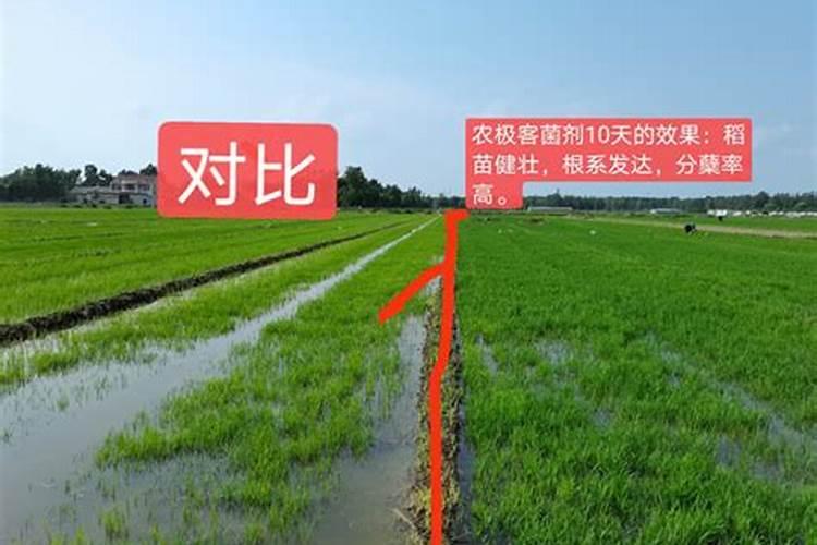 水稻什么时间喷硅合适