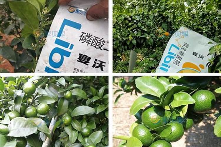 钙镁硼锌铁微量元素水溶肥冲施对柑橘能增大吗