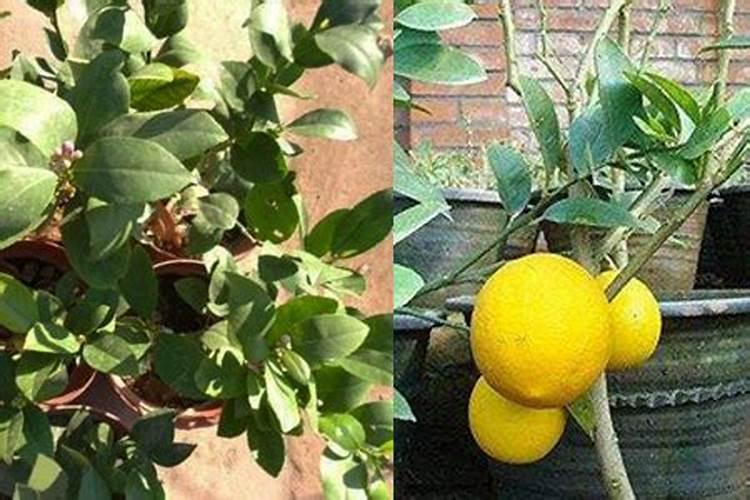 柠檬开花打不打药