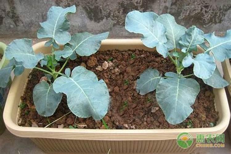 西兰花座果期用什么叶面肥效果好？西兰花保花保果冲施什么肥料好？