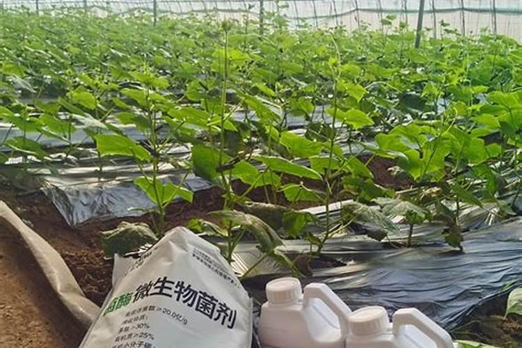 冲施水溶肥几天见效