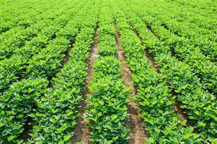 花生的田间管理技术