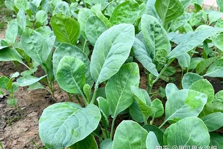 化肥和水溶肥的区别？