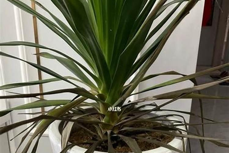 龙须花怎么养(养殖方法详解)