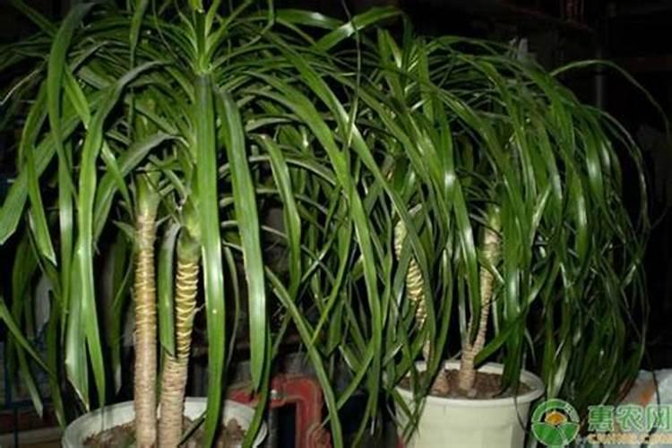 如何把一盆龙须枣树养好