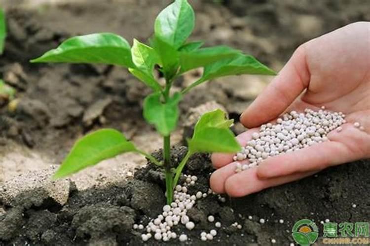 黄豆出花期可以打什么叶面肥