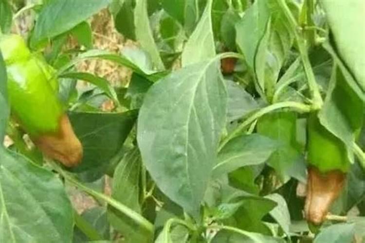 种植辣椒应该用什么叶面肥？老农是如何操作的？