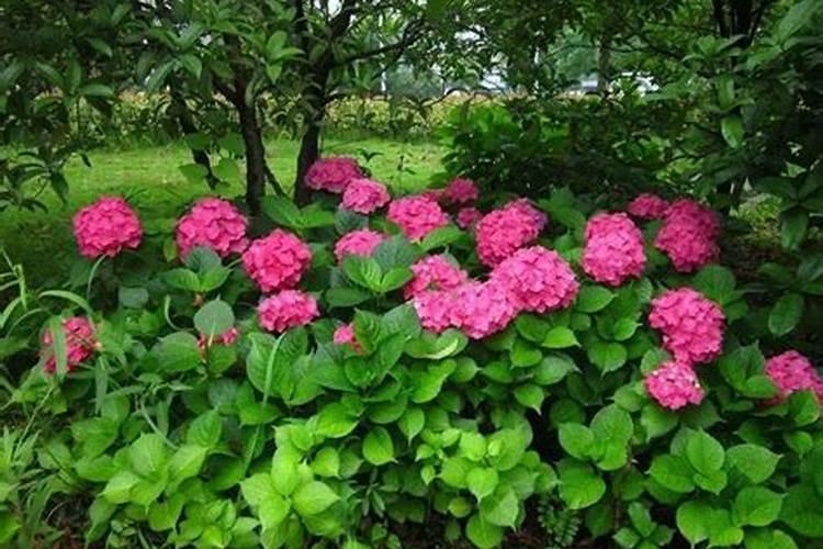 种荔枝施什么肥