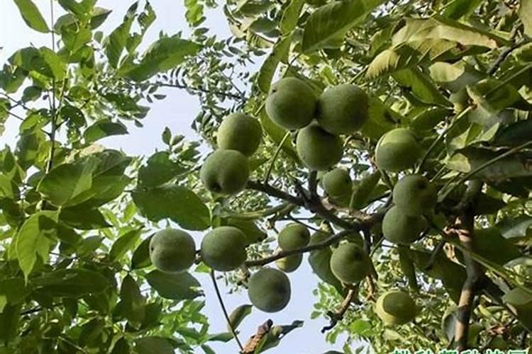 核桃树什么时候施钾肥最好