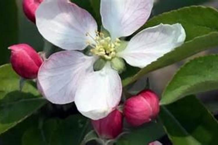 苹果保花保果用那些肥料好？苹果膨果期打什么叶面肥长的快？