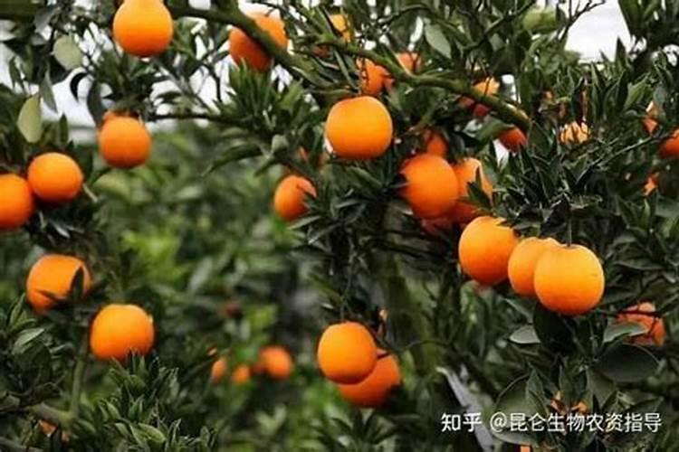 柑橘施肥时间表