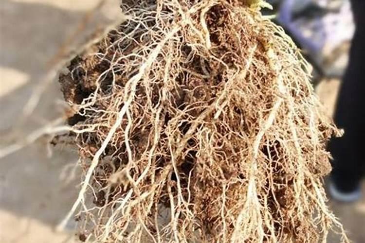 西瓜苗用什么肥料生根快 西瓜苗几月份开始育苗