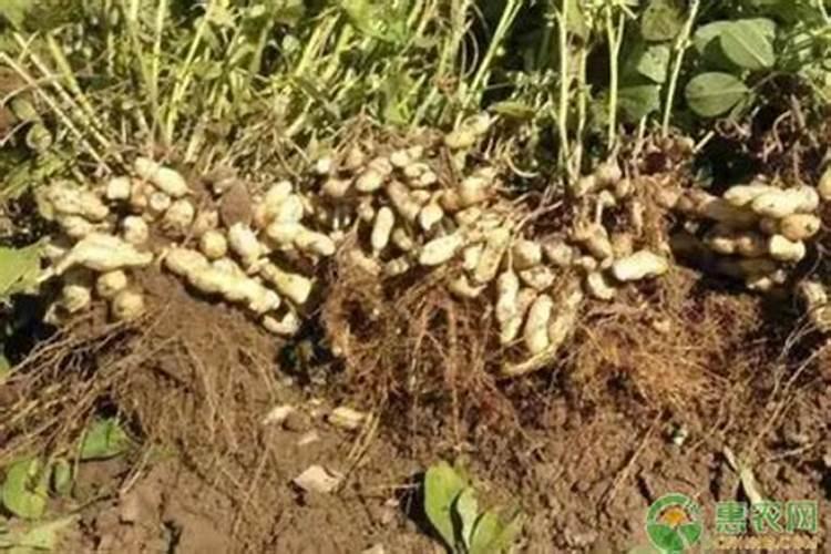 种植花生磷肥的正确方法