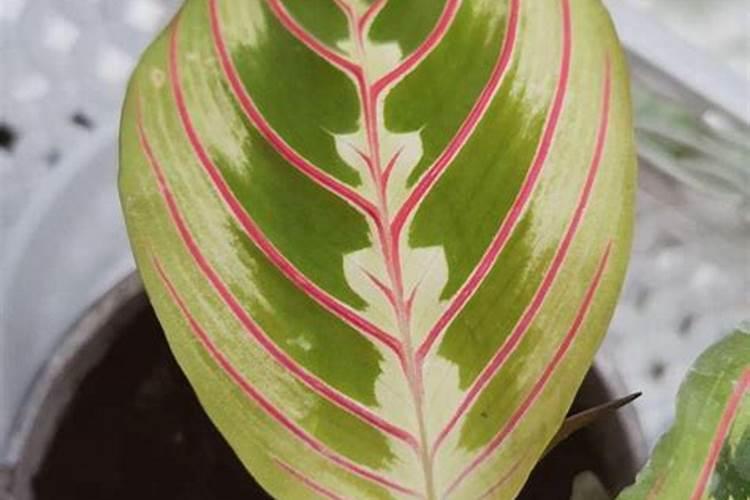 西红柿的叶子卷了怎么办