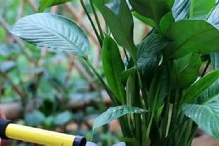 液态氮肥烧叶子怎么处理