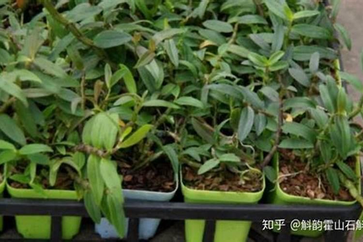 铁皮石斛春季施什么肥料才能发多芽？