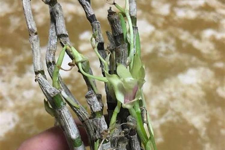 铁皮石斛施肥技术及其注意事项 石斛施肥方法和注意事项