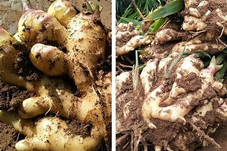 生姜底肥用什么肥料好？生姜冲施什么肥料好？用哪种肥料产量高病害少...