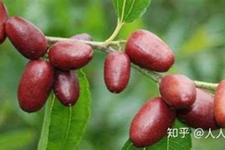 沃柑全年打药施肥方案及流程