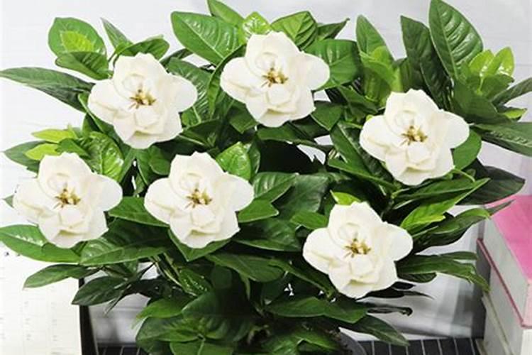 茶花,杜鹃花,栀子花适合浇硫酸亚铁吗？