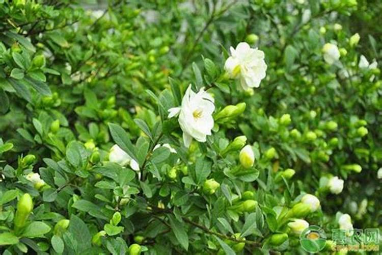 通用型土壤能种茶花栀子花吗？