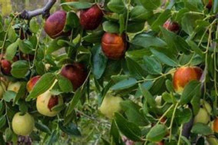 枣树黄叶病用什么药效果好 病因及防治方法